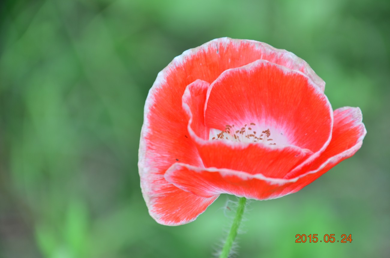 DSC_0035.JPG