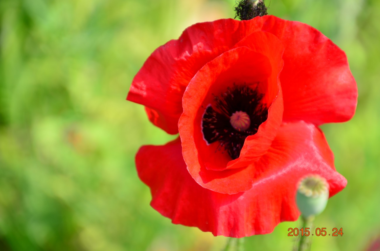 DSC_0061.JPG