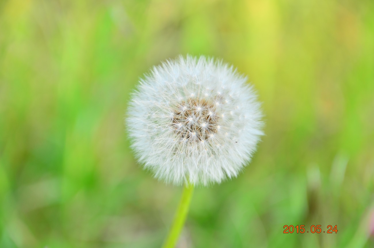 DSC_0112.JPG