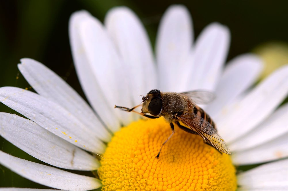 淡雅清新----滨菊