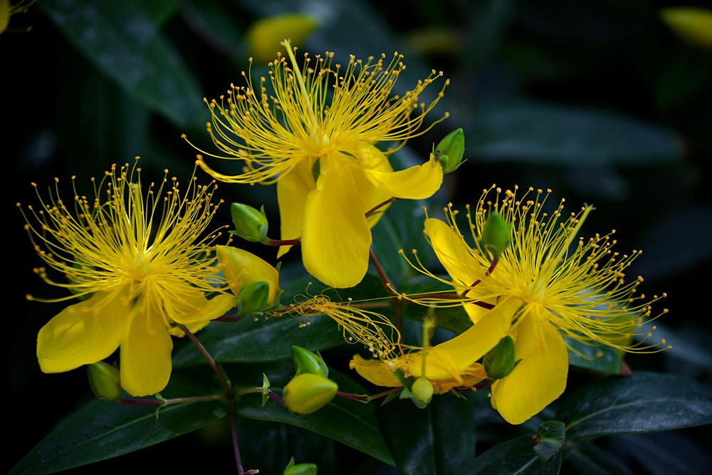 金丝 桃花 (1).jpg