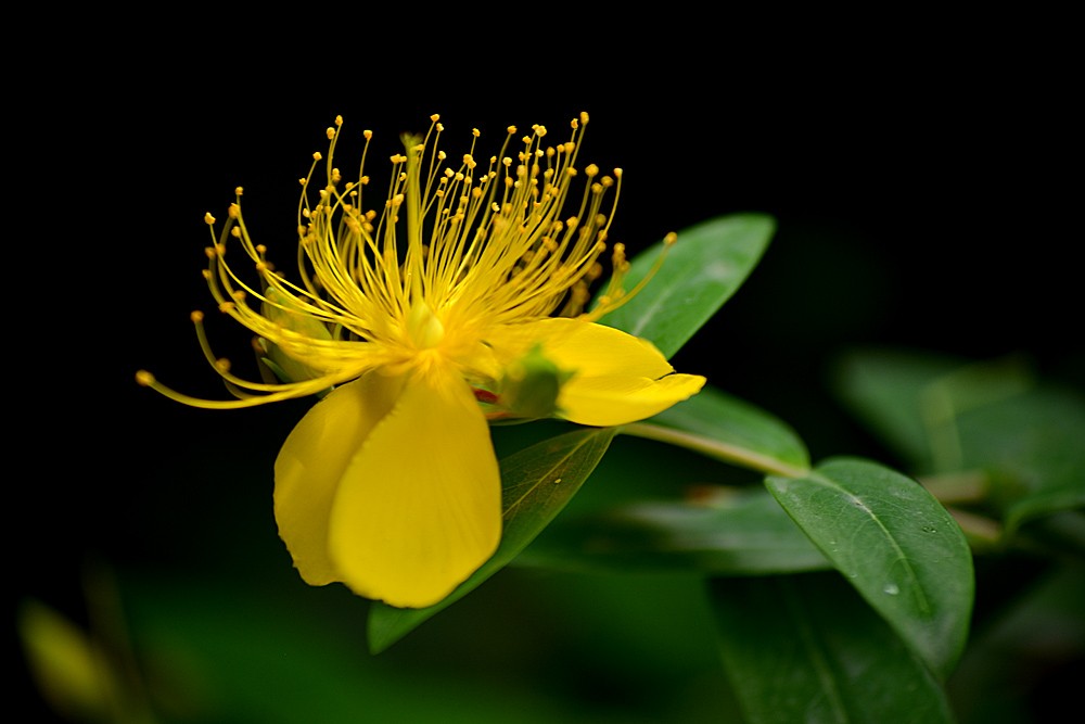 金丝 桃花 (2).jpg