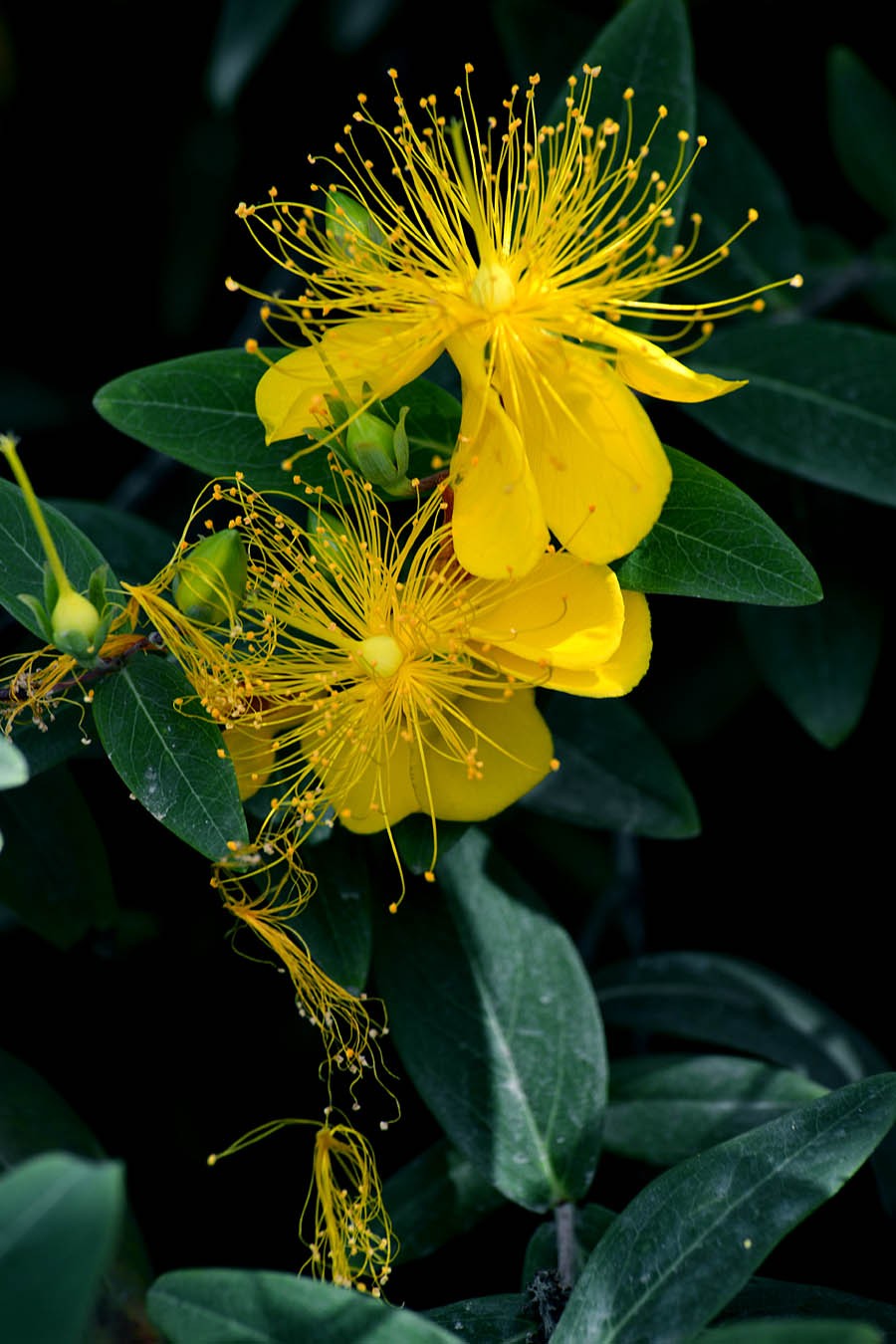 金丝 桃花 (3).jpg