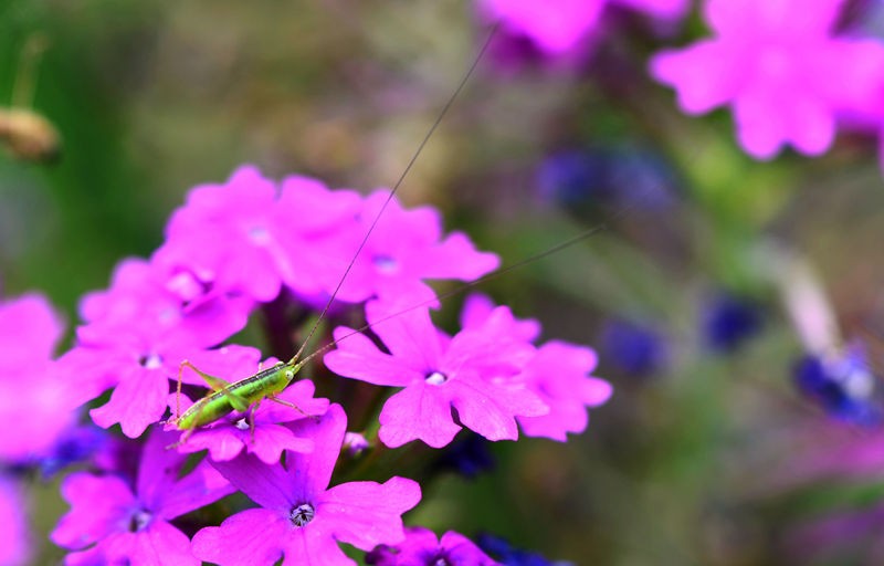 绿色小精灵--螽斯