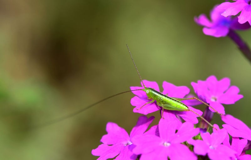 绿色小精灵--螽斯