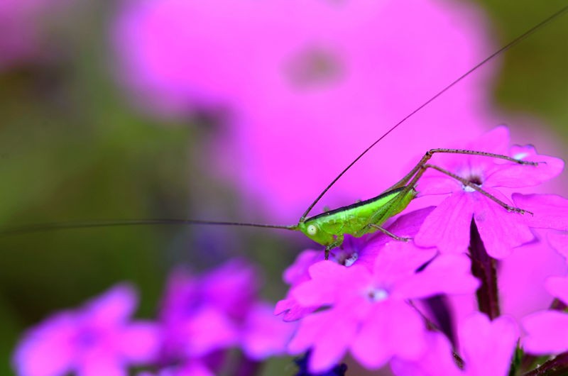 绿色小精灵--螽斯