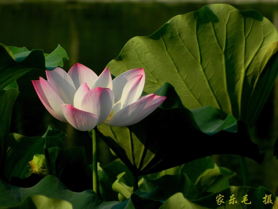 丰庆公园荷花美 (3).jpg