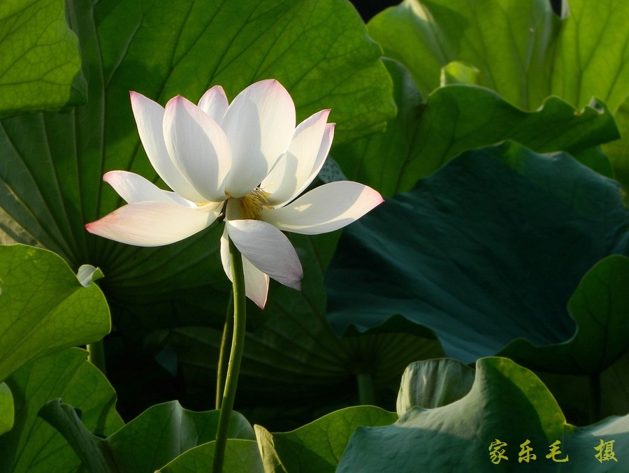 丰庆公园荷花美 (4).jpg