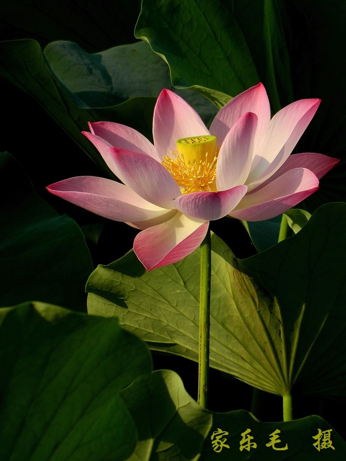 丰庆公园荷花美 (6).jpg