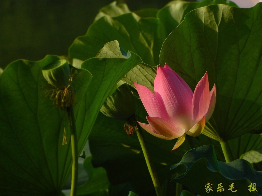 丰庆公园荷花美 (8).jpg