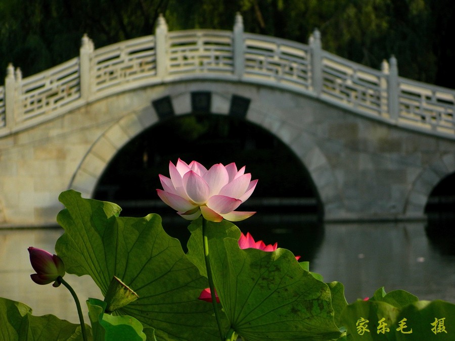 丰庆公园荷花美 (10).jpg