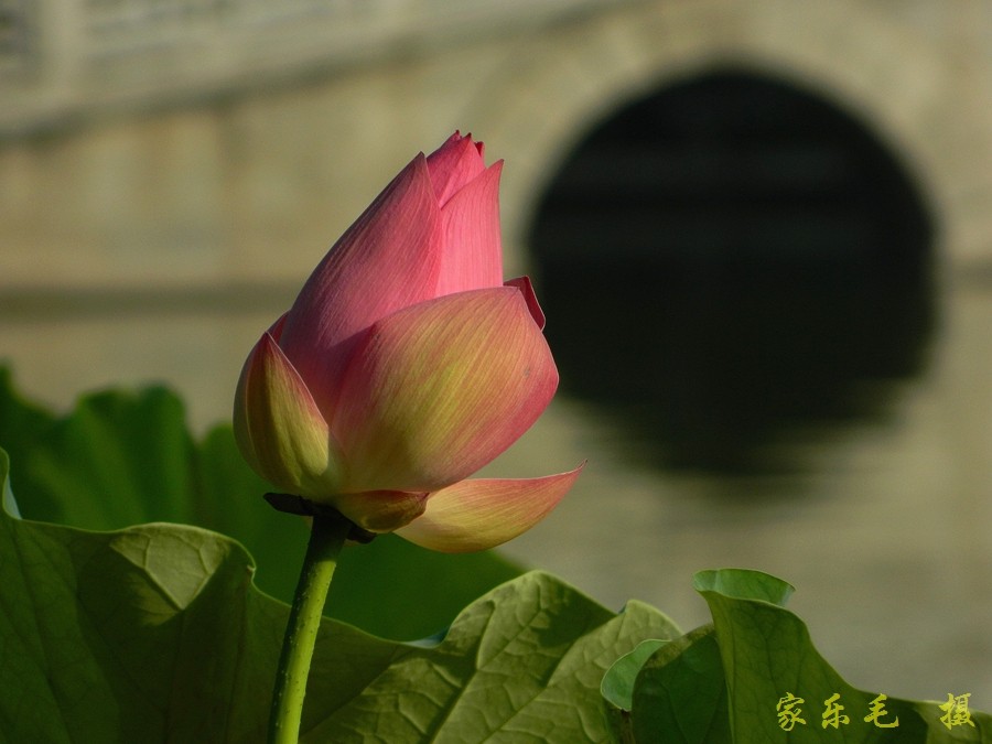 丰庆公园荷花美 (11).jpg