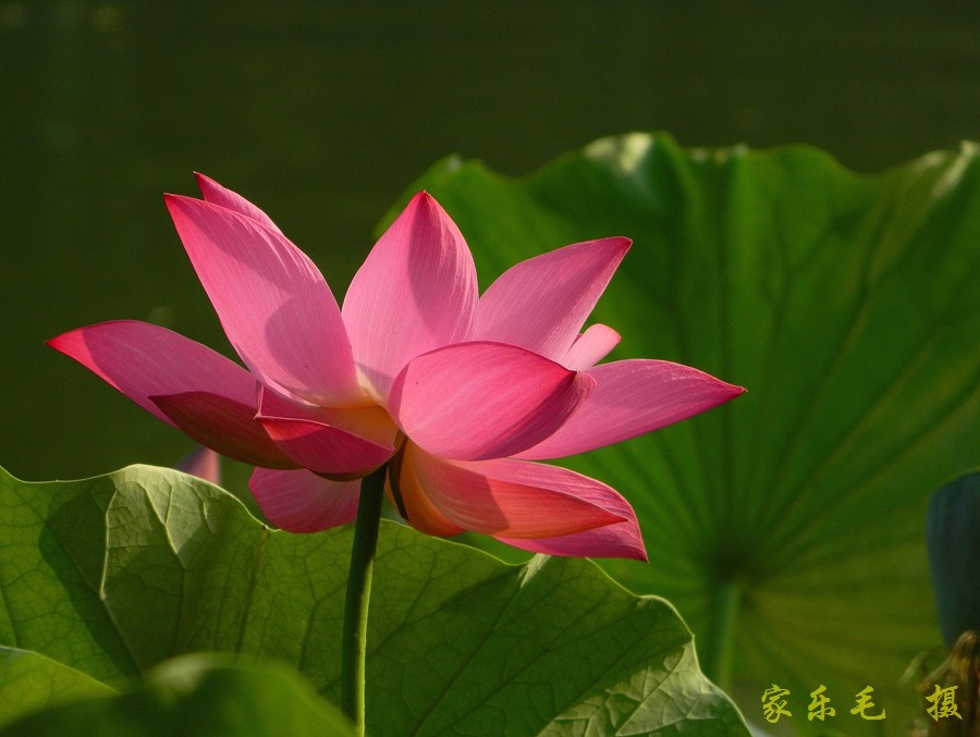 丰庆公园荷花美 (12).jpg