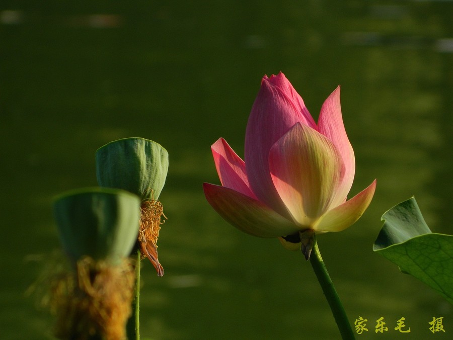 丰庆公园荷花美 (13).jpg