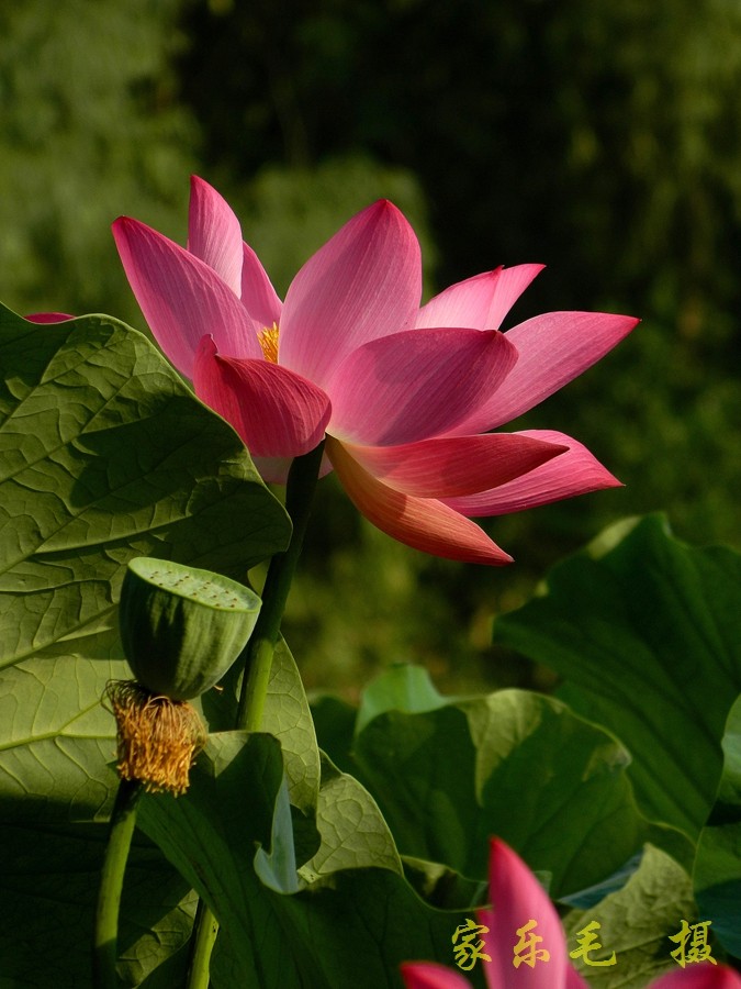 丰庆公园荷花美 (14).jpg