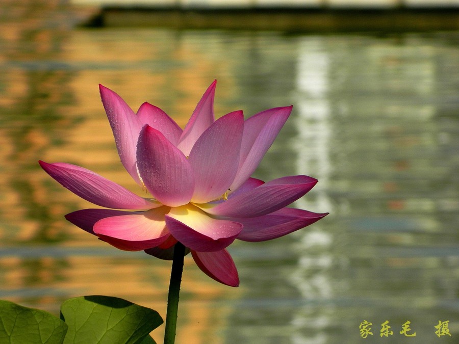 丰庆公园荷花美 (15).jpg