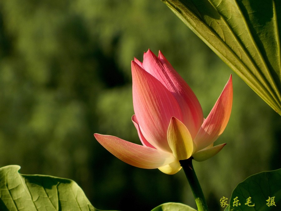 丰庆公园荷花美 (18).jpg