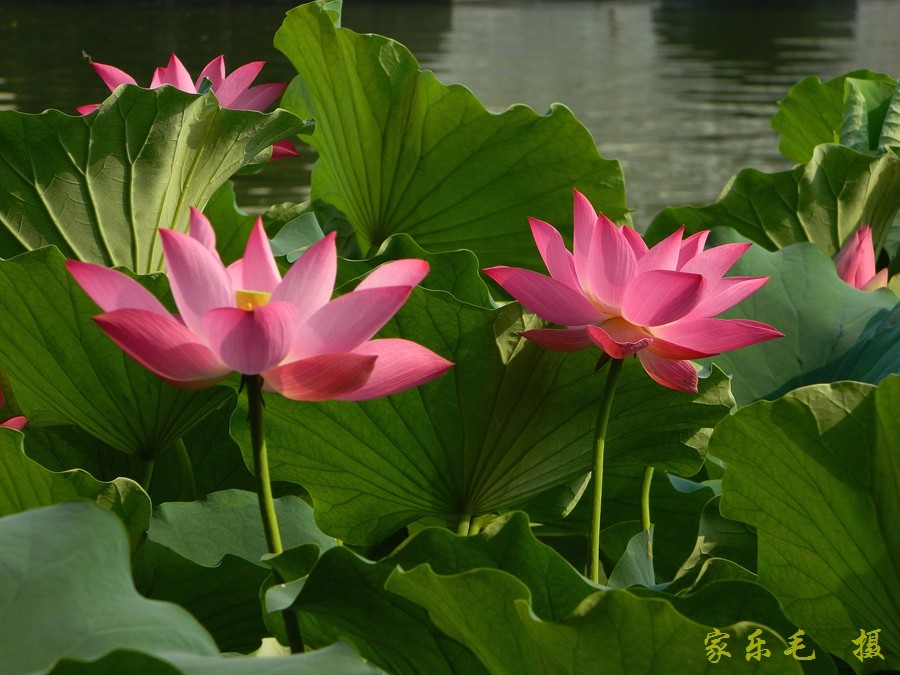 丰庆公园荷花美 (19).jpg