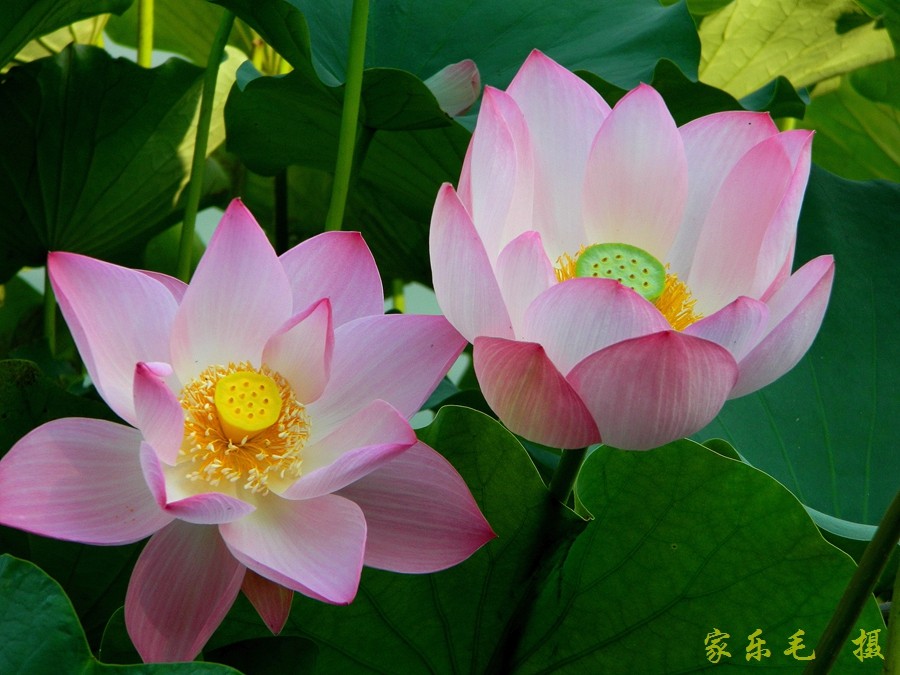 丰庆公园荷花美 (20).jpg