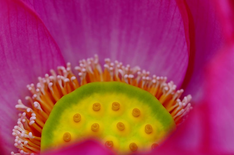 清风拂来荷花香