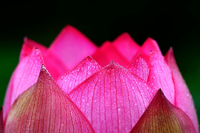 清风拂来荷花香