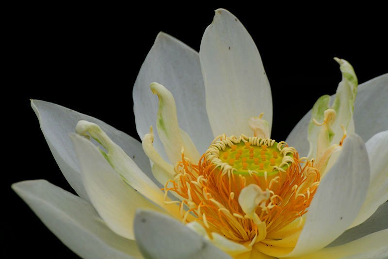 清风拂来荷花香