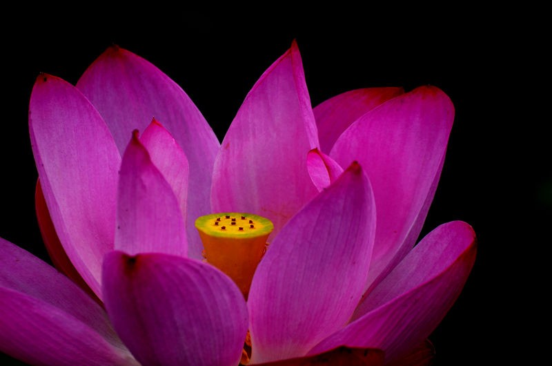 清风拂来荷花香