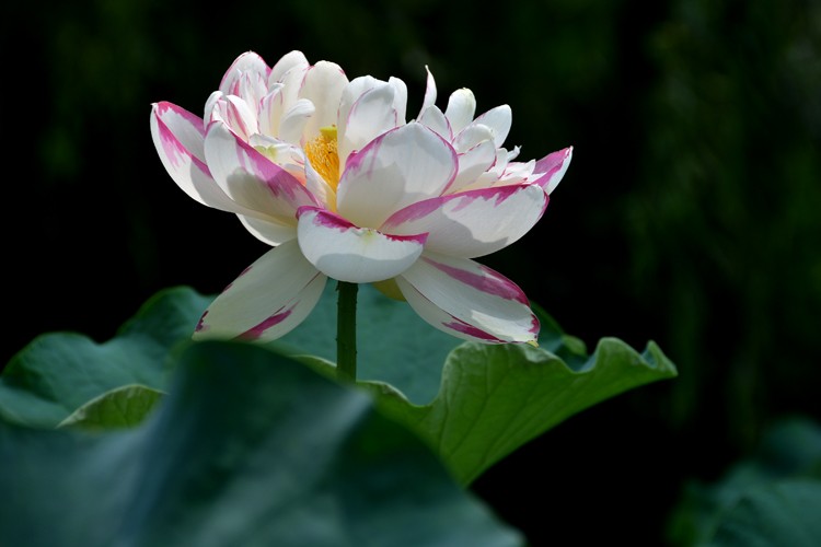 亭亭玉立 (6).jpg