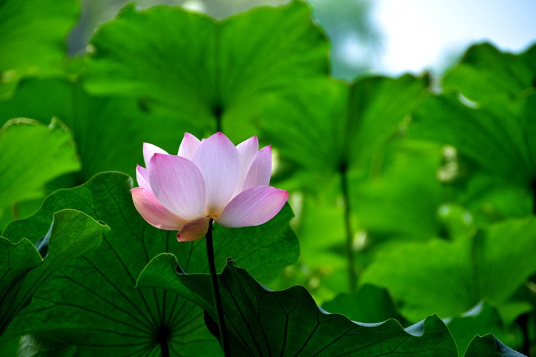 亭亭玉立 (2).jpg