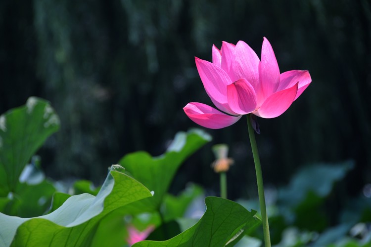 亭亭玉立 (4).jpg