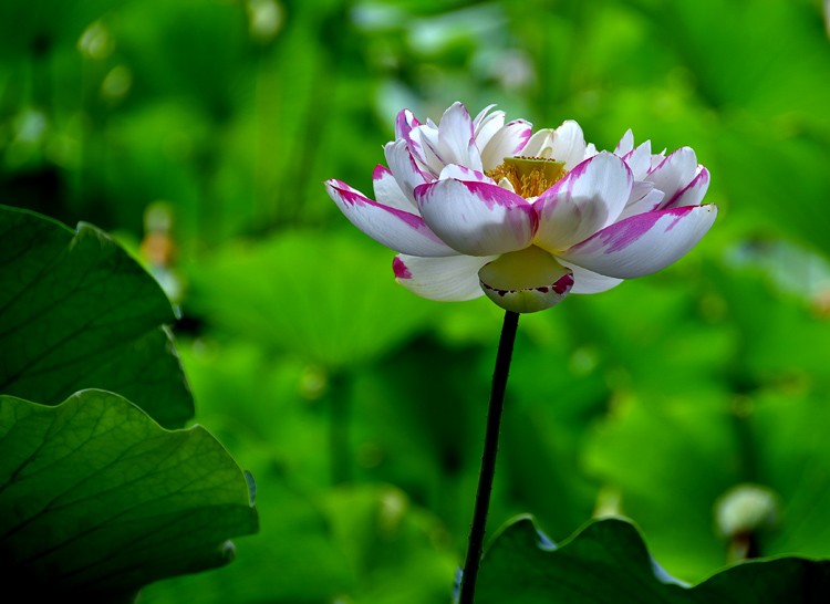 亭亭玉立 (5).jpg