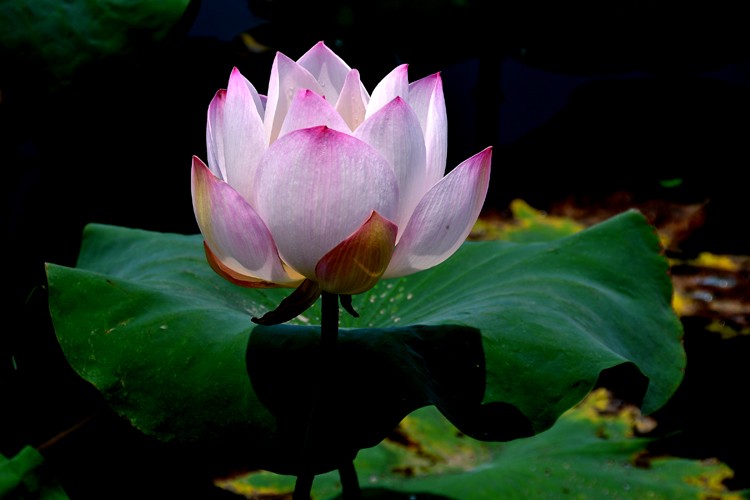 亭亭玉立 (8).jpg