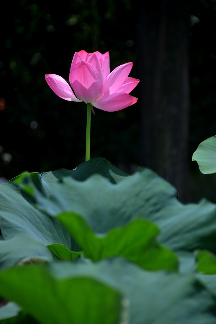 亭亭玉立 (7).jpg