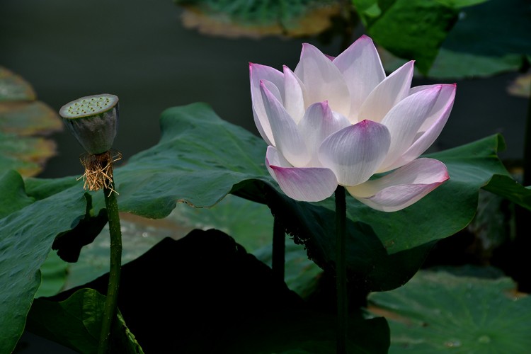 亭亭玉立 (9).jpg