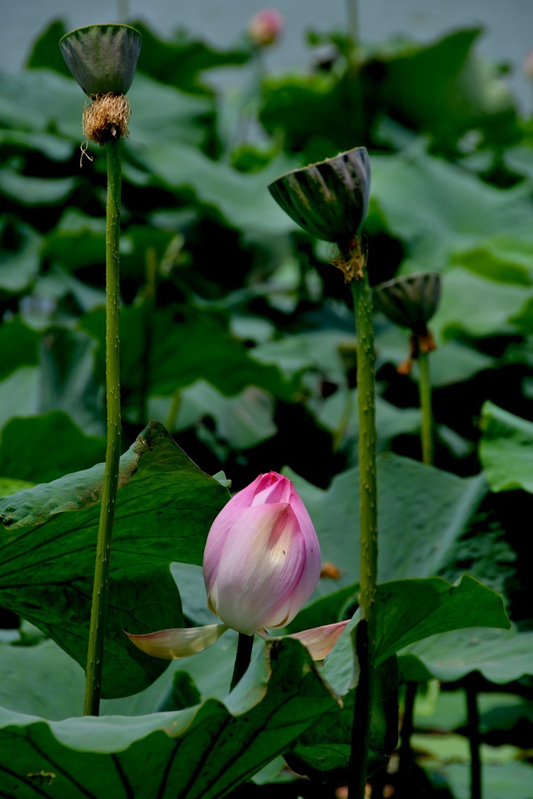 亭亭玉立 (10).jpg