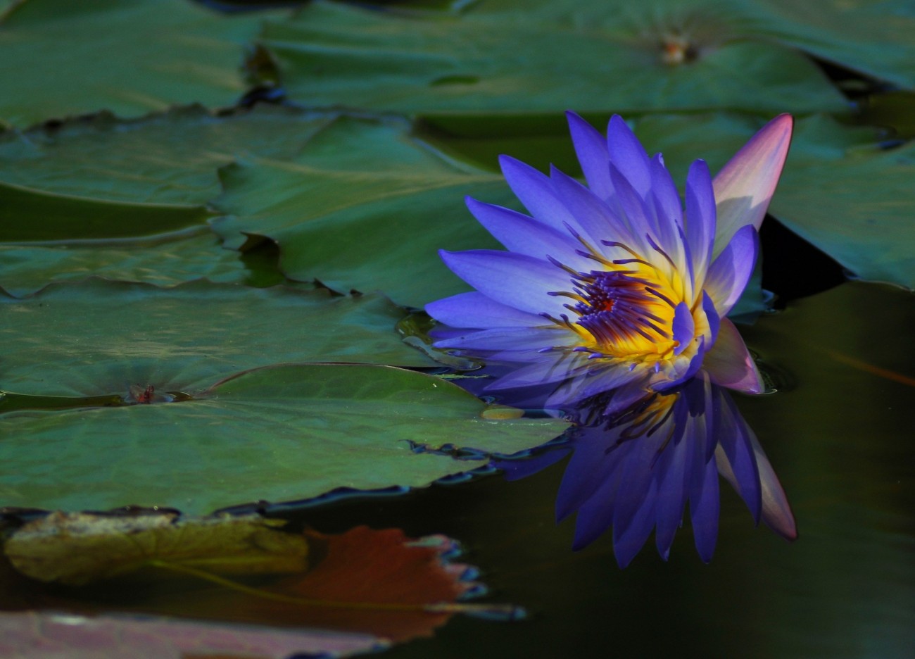 花在烧 (2)_副本.jpg