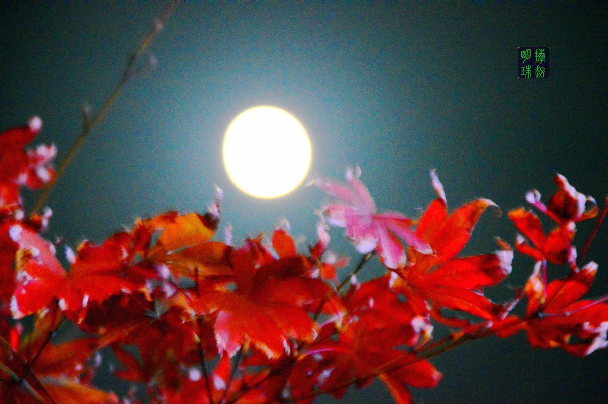 DSC_1018_副本.JPG