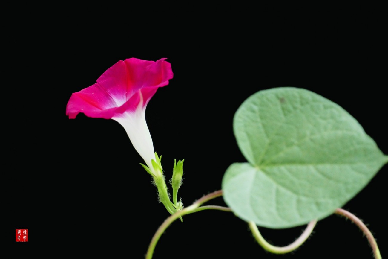 P1130051_副本红牵牛花小图.jpg