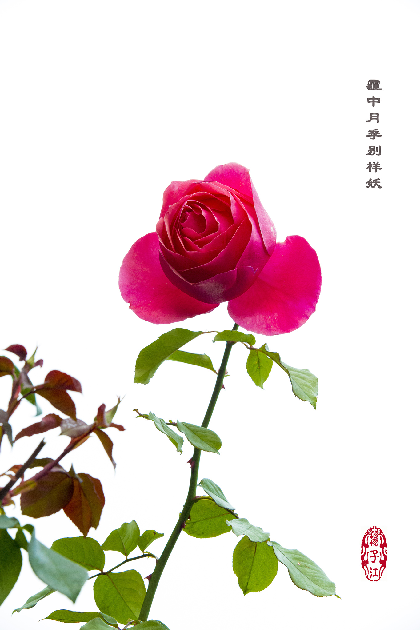 AR4A8166 拷贝8M.jpg