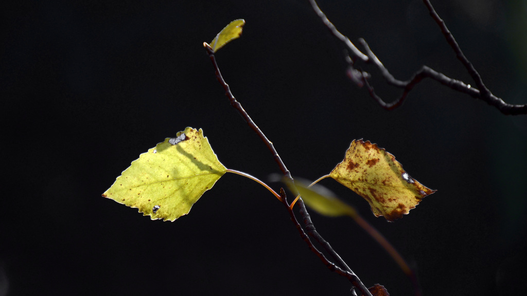 DSC_7090.jpg