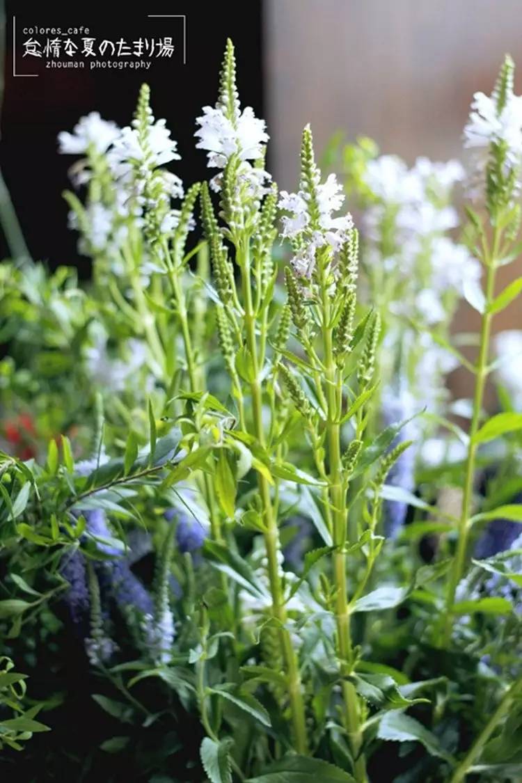 b8a86533637078dd86035667c2d22aee.jpg b8a86533637078dd86035667c2d22aee.jpg