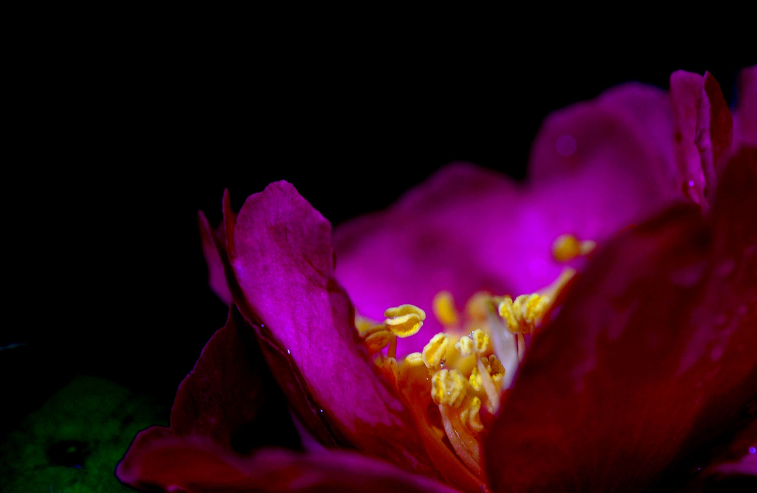 雨后茶梅也芬芳
