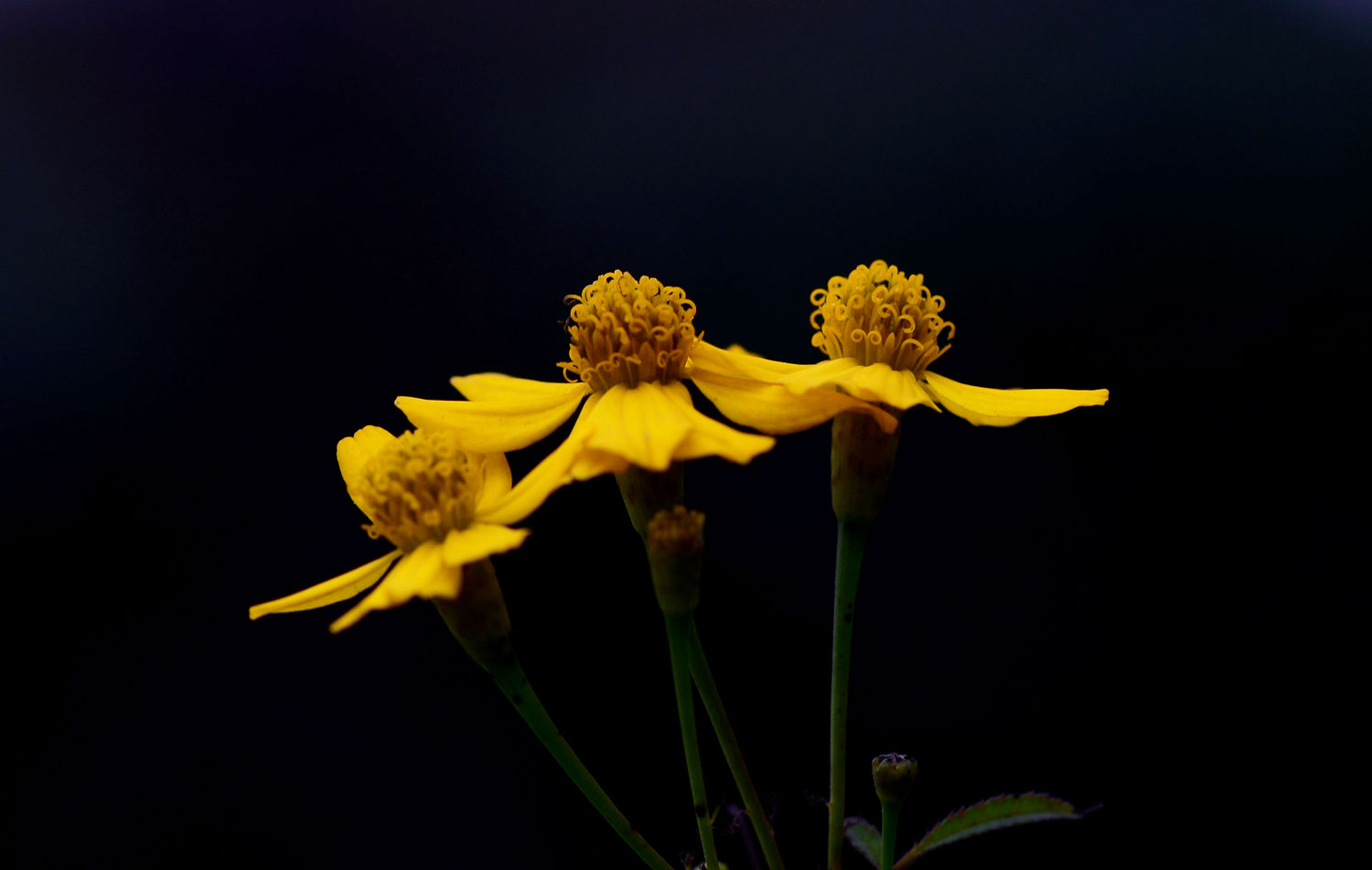 含香吐芳----堆心菊
