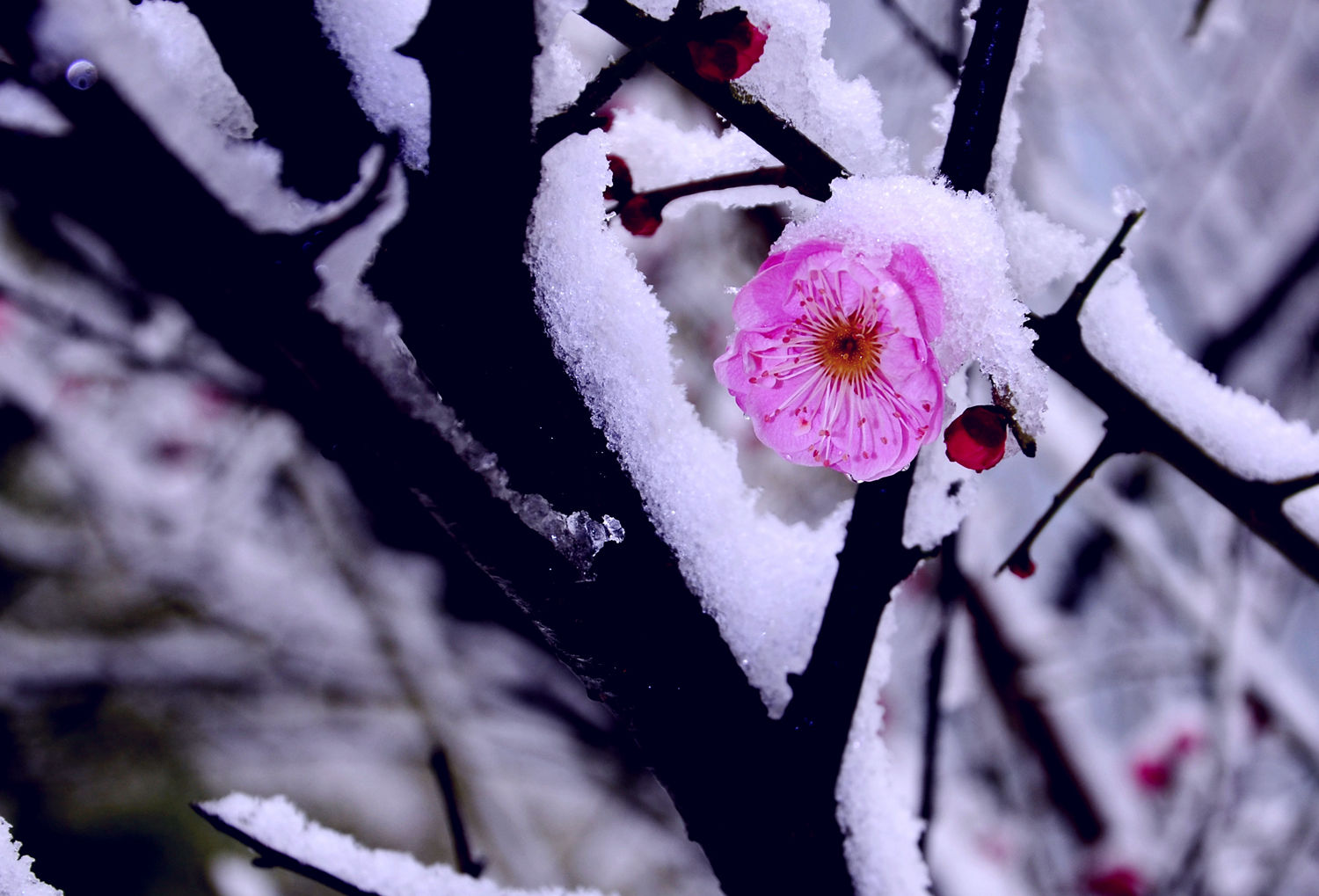 梅花欢喜漫天雪