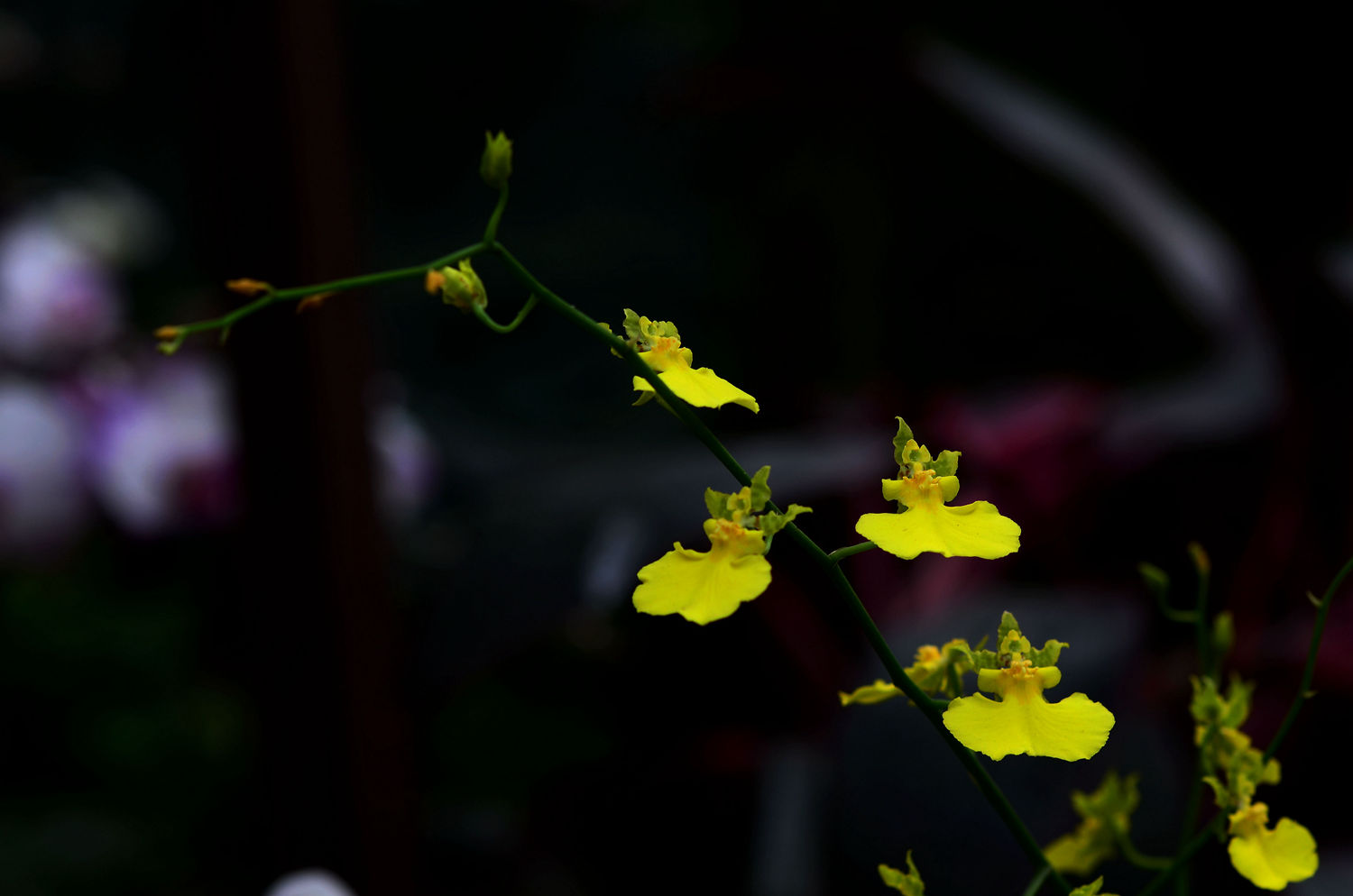 高雅秀丽----文心兰