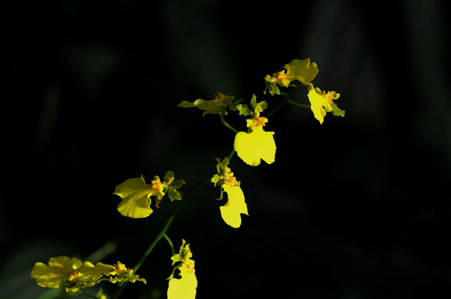 高雅秀丽----文心兰