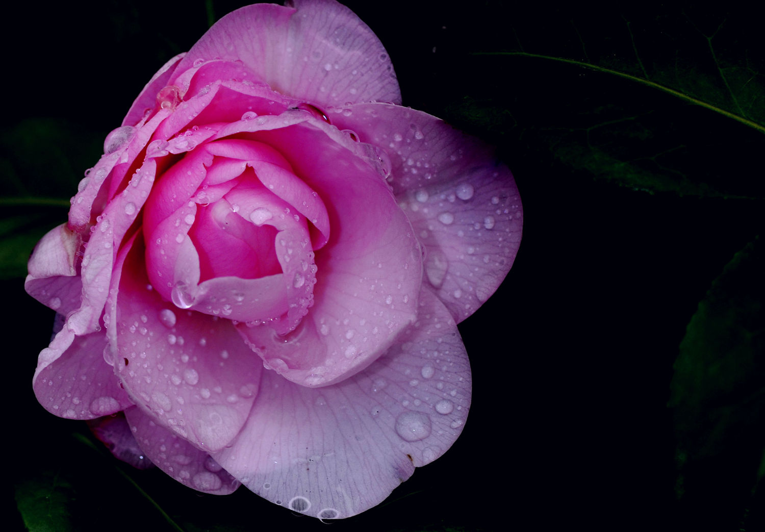 雨后月季更秀丽