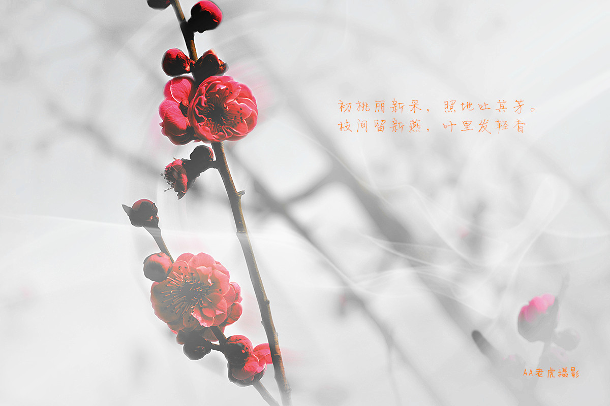 DSC_8418_副本.jpg