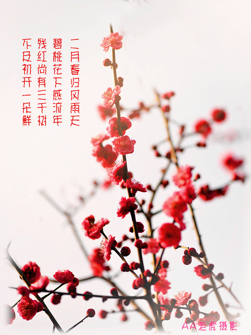DSC_8516_副本.jpg