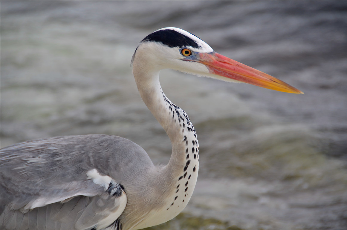 DSC_2854.jpg DSC_2854.jpg